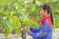 Kỳ 2: Chuyển đổi số: chìa khóa vàng cho nông nghiệp Đất Tổ
