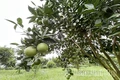 KỲ 2: Khi thủ phủ cam lao đao