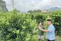 Kỳ 3: Tái sinh từ đất - giữ thương hiệu cam Cao Phong