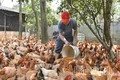 Kỳ II: Nông nghiệp đổi mới, nông thôn khởi sắc