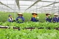 Nông nghiệp Phú Thọ: Đổi mới tư duy, nâng tầm giá trị - Kỳ 2: OCOP&nbsp;- hộ chiếu đưa nông sản Đất Tổ vươn xa
