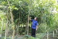 Thủ lĩnh hạ sơn - Kỳ 2: Những phú nông trên đất khó