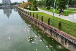 Cần xử lý tình trạng ô nhiễm môi trường tại hồ công viên Văn Lang