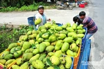 “Vùng đất vàng” của nông nghiệp hàng hóa