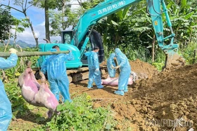 Mạng lưới thú y cơ sở bị “đứt gãy”: Công tác phòng chống dịch bệnh gặp khó