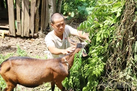 Biến con giống thành sinh kế, giúp dân thoát nghèo