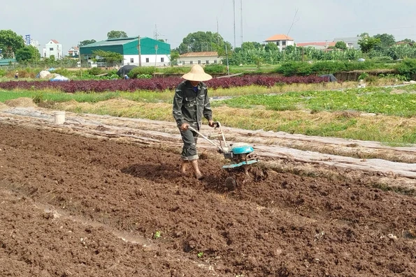 Năng suất vụ Mùa ước đạt 53,1 tạ/ha
