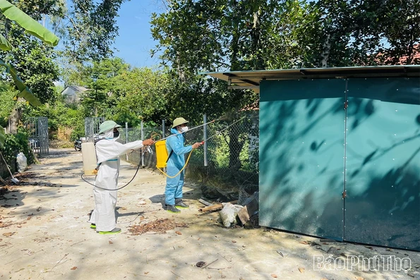Xã Thái Hòa: Hàng nghìn con lợn bị tiêu hủy, nhiều gia đình trắng tay