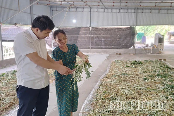 Triển vọng nghề nuôi tằm ở xã Đồng Lương