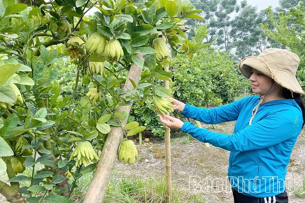 Hiệu quả sản xuất nông nghiệp tập trung theo hướng hàng hóa