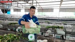 Nâng cao thu nhập từ mô hình nuôi thỏ