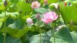 Vẻ đẹp hoa sen