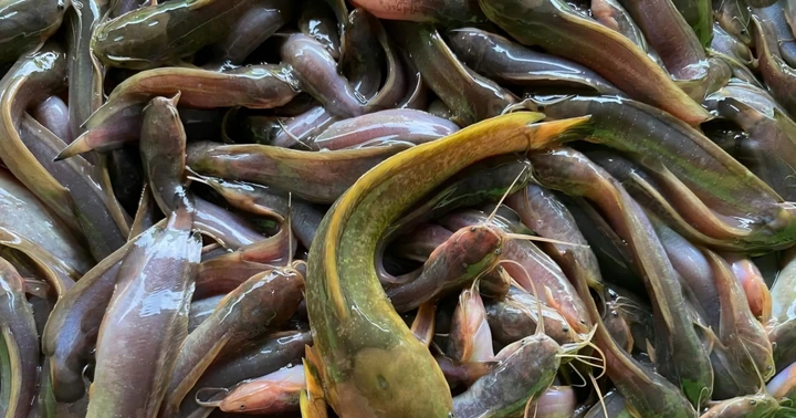 Cá trê nuôi bể