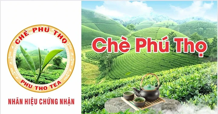 Quản lý và phát triển nhãn hiệu để nâng tầm thương hiệu “Chè Phú Thọ”