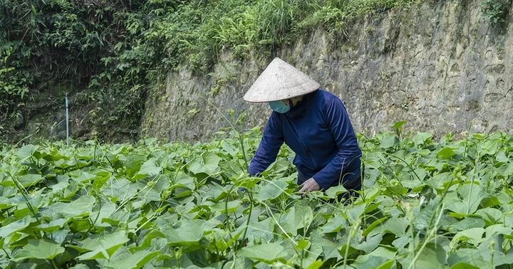 Tam Đảo mùa rau su su