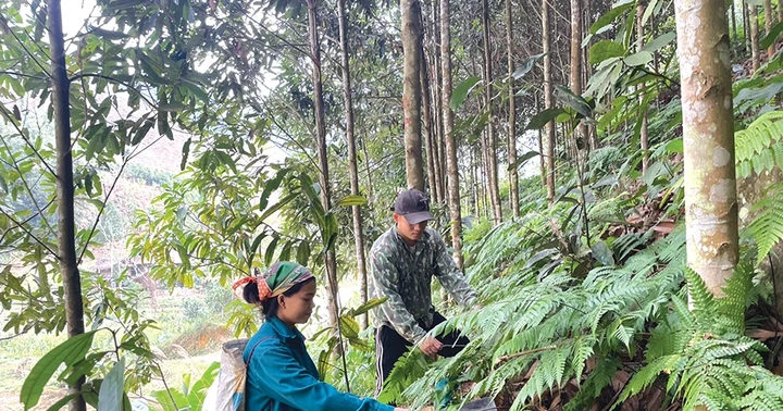 Vươn lên cùng tán cây rừng